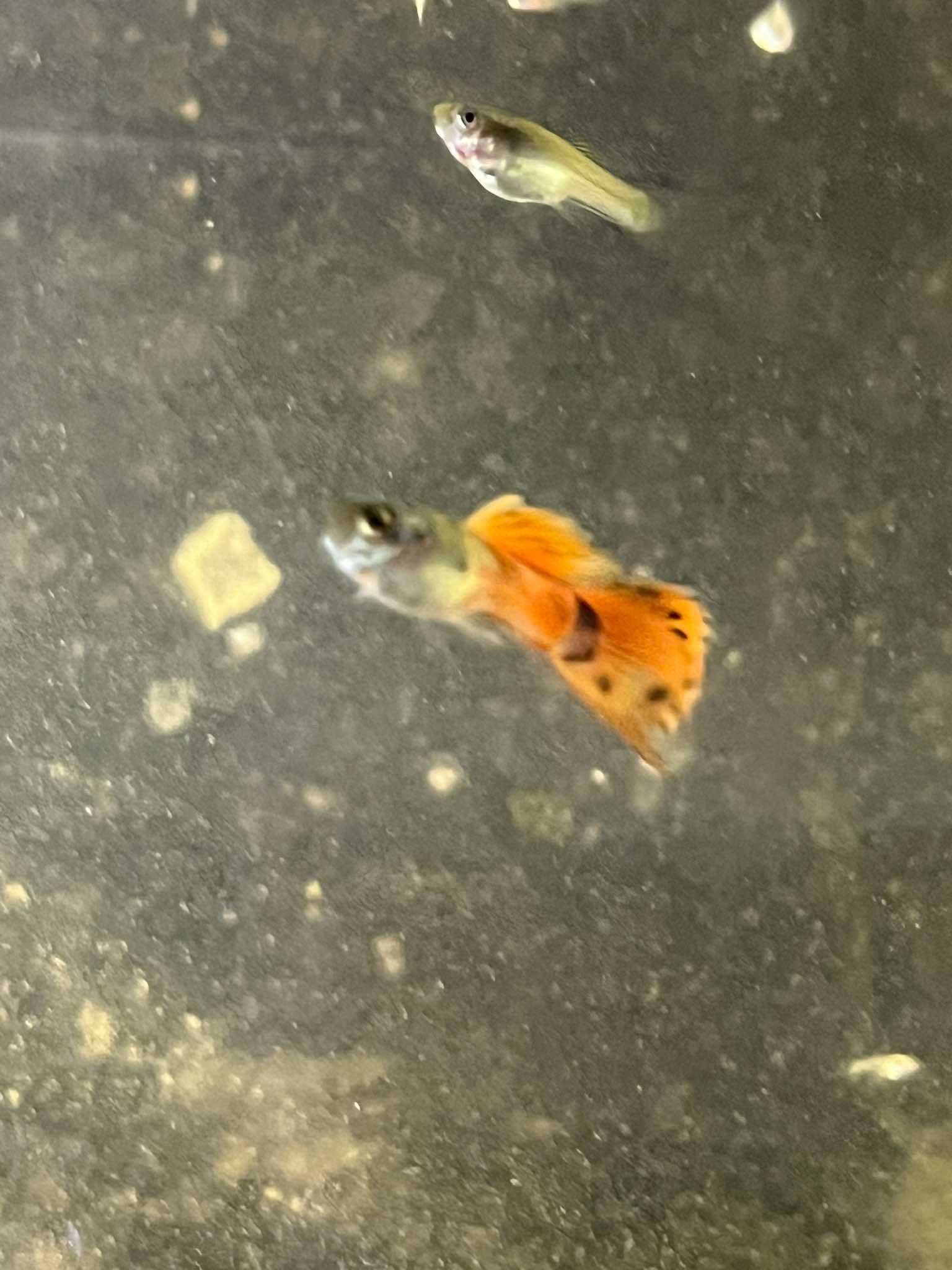 Poecilia reticulata - gupik  "strawberry"