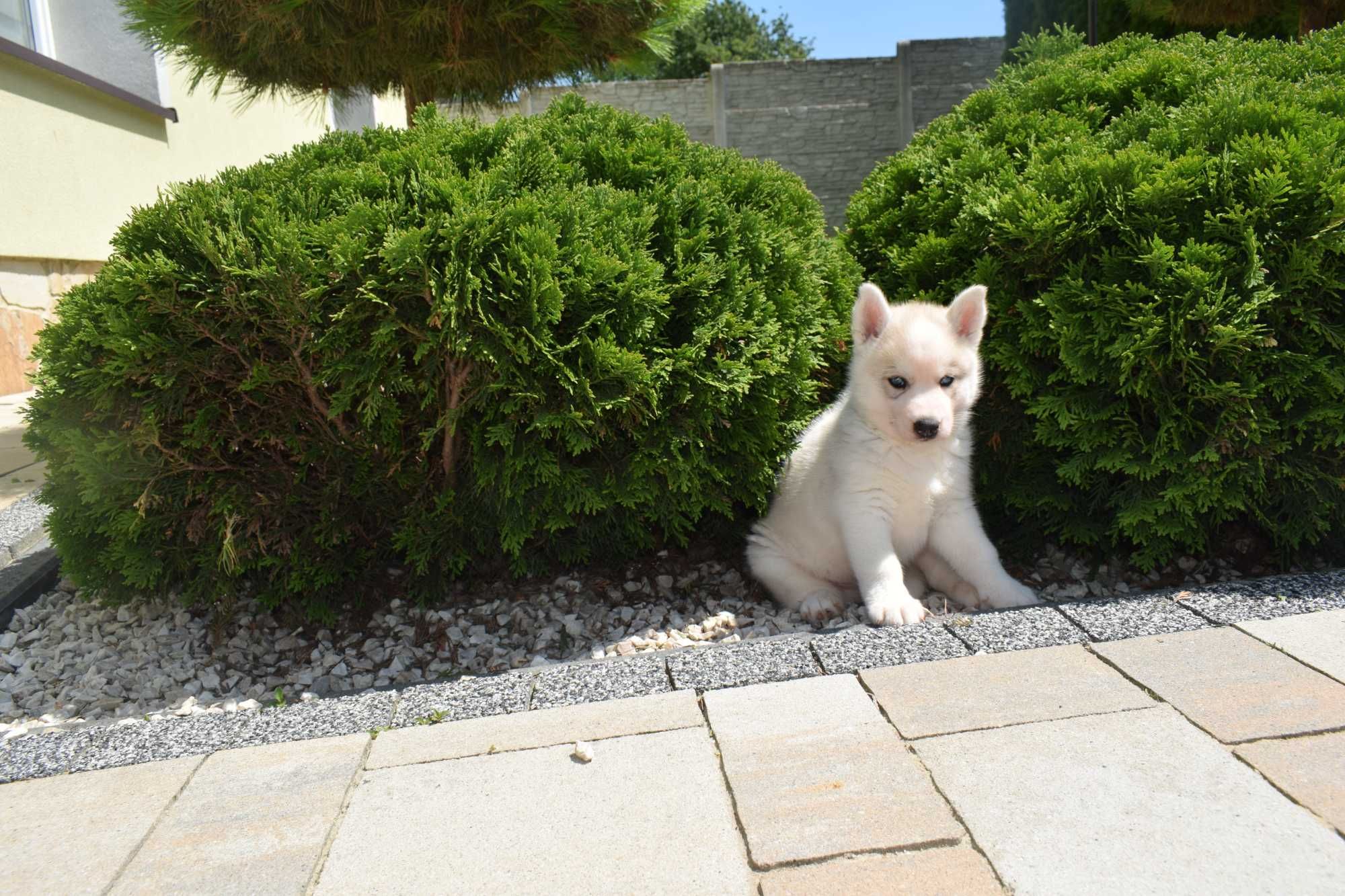 Piękna suczka Siberian Husky po rodzicach FCI