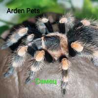 Паук-птицеед Брахипельма Смитти (Brachypelma smithi), самец 3 см.