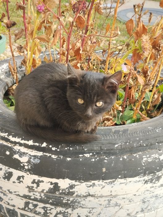 Віддам кошенят у хороші руки. Дівчинка і хлопчик