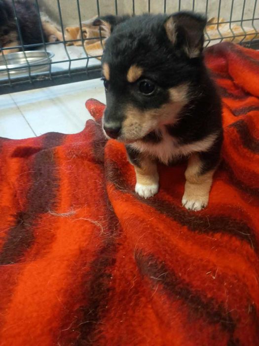 Szczeniaki do adopcji