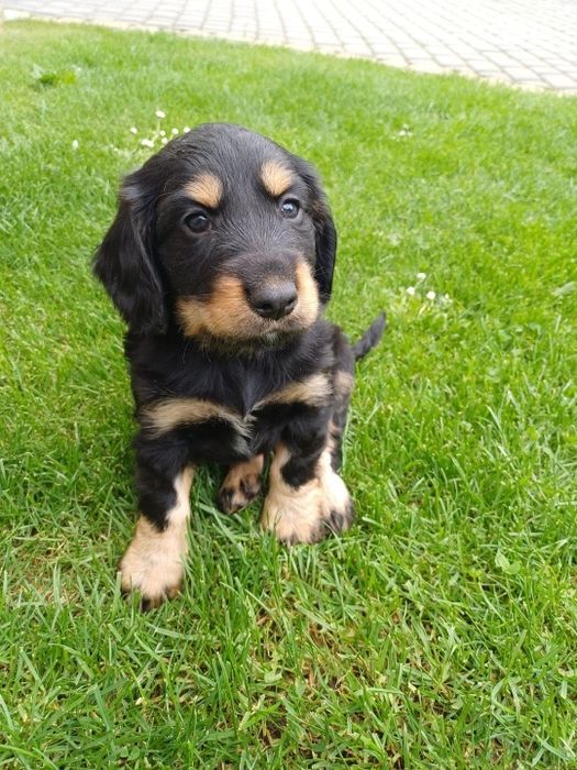 Cocker spaniel aktualne