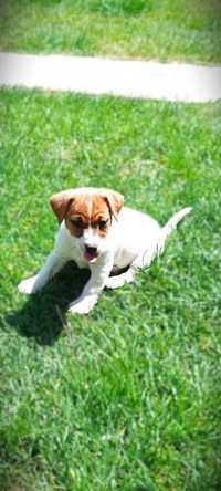 Jack Russell Terrier Szczeniak. Gotowe do odebrania!!!