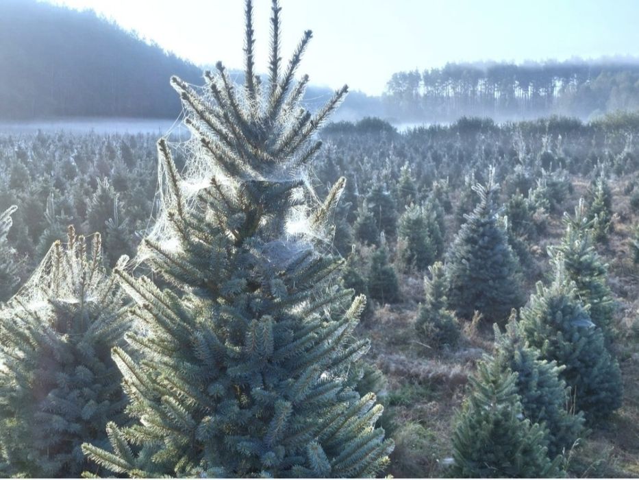 Świerk srebrny choinki bożonarodzeniowe nie jodła
