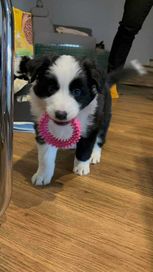 Kapsel Border Collie FCI ZKWP