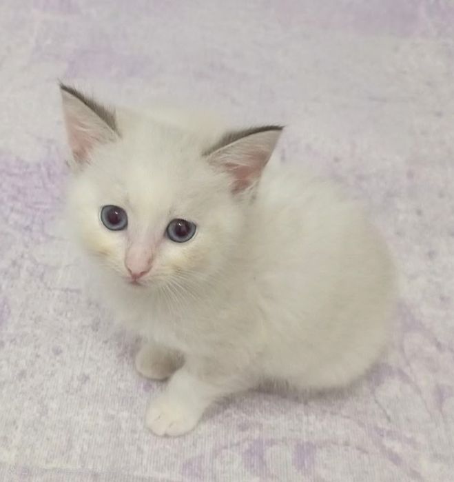 П'ятеро кошенят в добрі руки