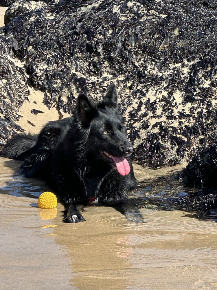 Pet sitter/ Dog walker