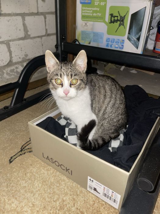 Młody kotek szuka domu