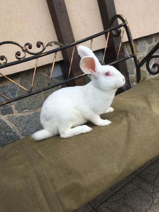 Кролі Термонська Біла ( Термонці)