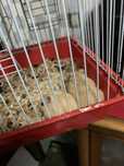 Hamster de varias cores