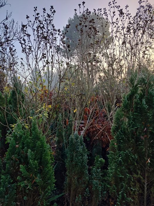 Hibiskus z gruntu 3m ponad 10 sztuk