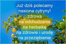 Nasiona Cytryna drzewko szt.5 Nxx44  -  Citrus limon