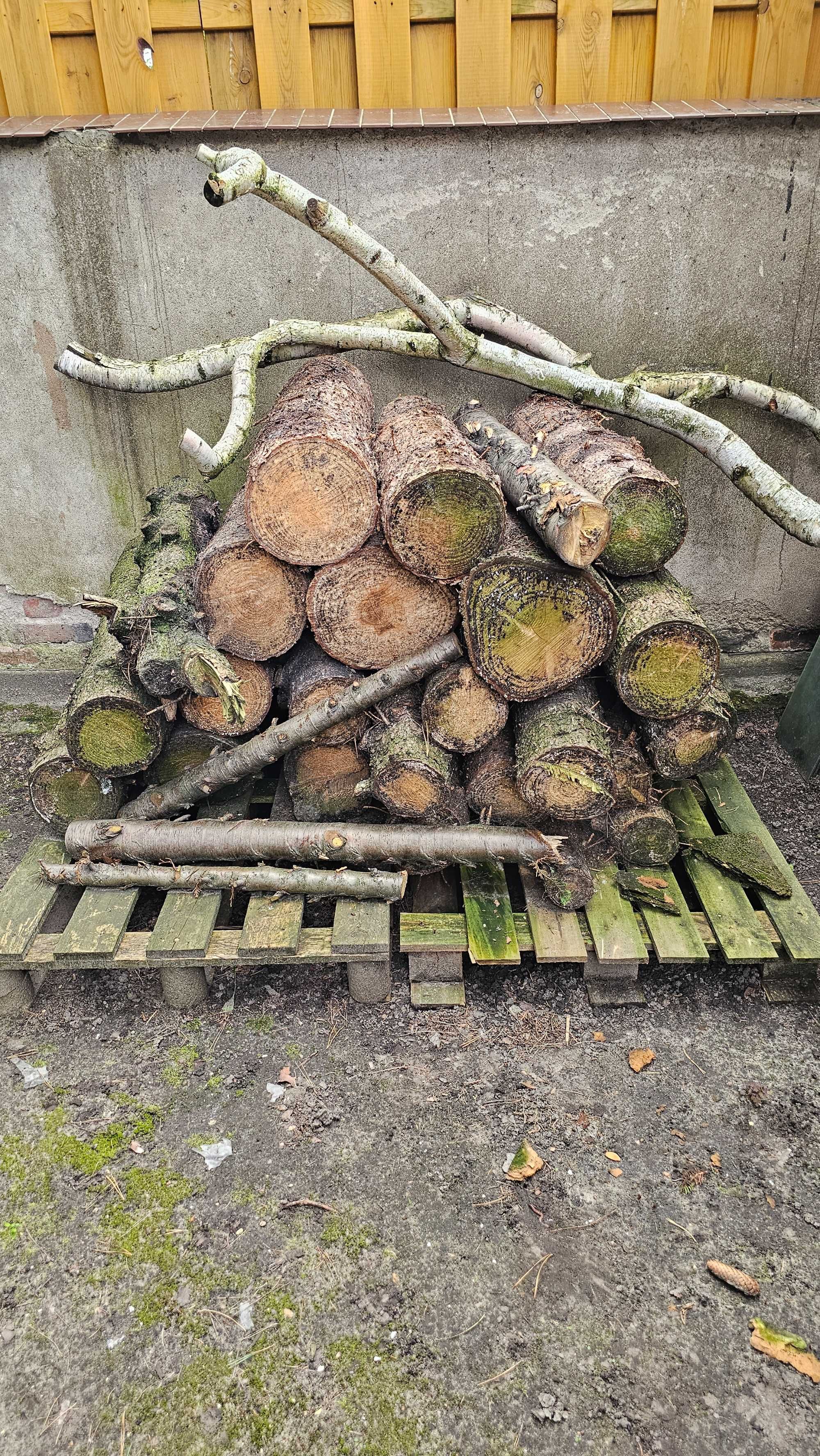 Drewno opałowe kominkowe sosna ścięte 2022