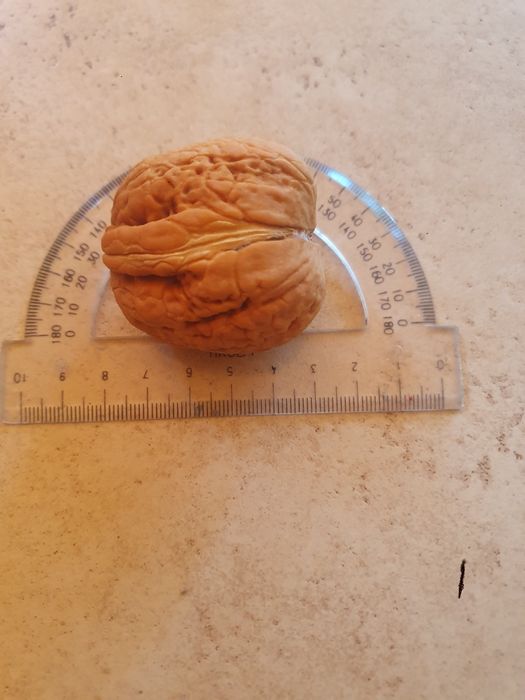 Orzechy jacki świeże 4 kg