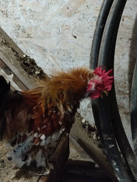 Продам карликові курочки
