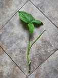 Syngonium Mojito szczepka