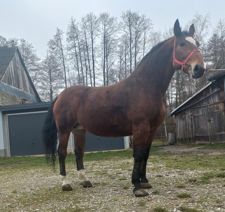 Klacz rasy Śląskiej