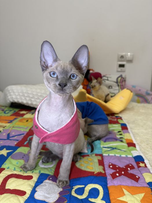 Семен, яркий голубоглазый котенок ищет маму