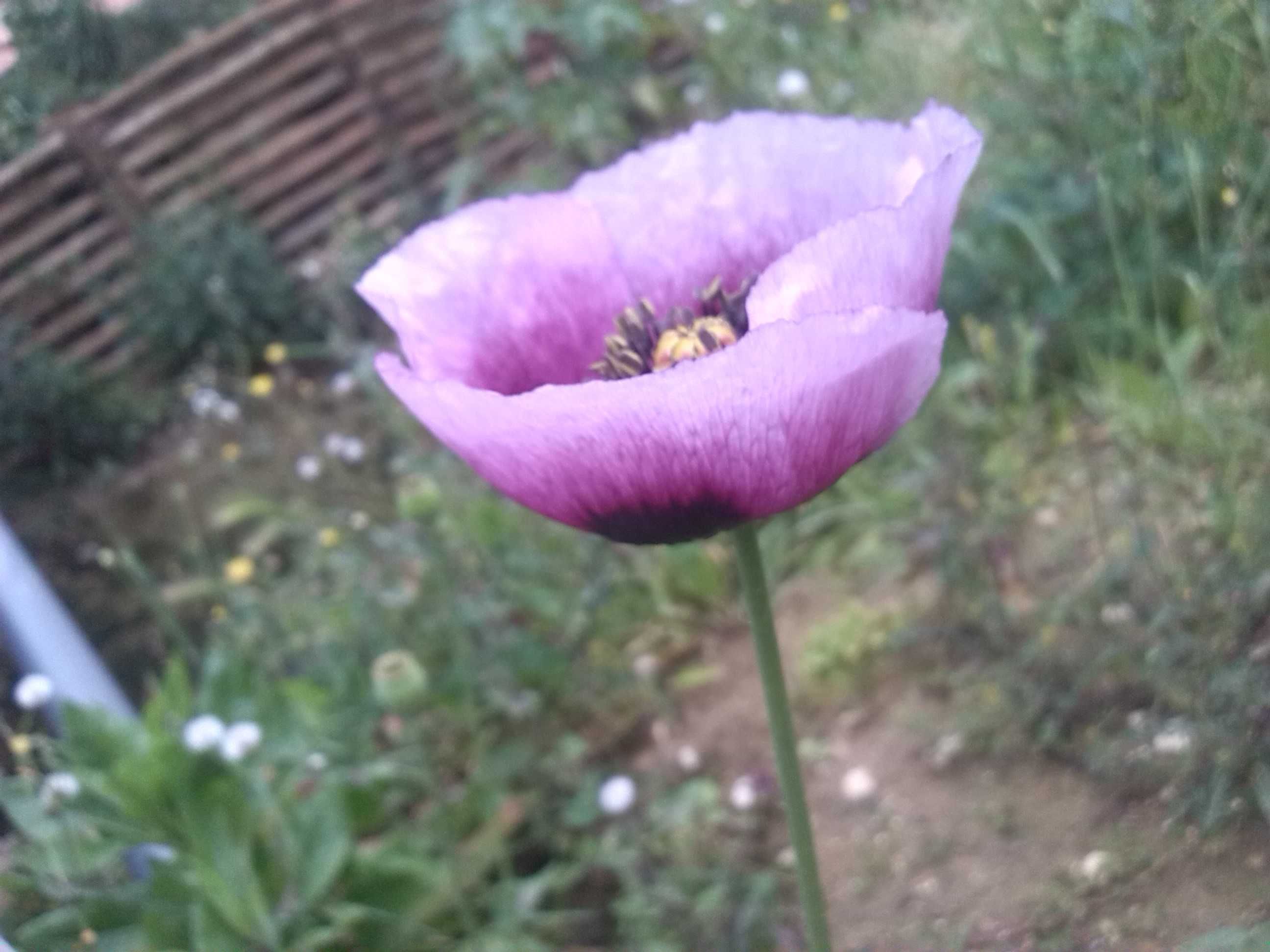 PAPOILAS Roxas e Violetas