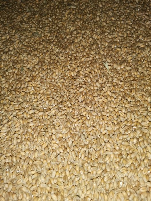 Pszenica ozima euforia