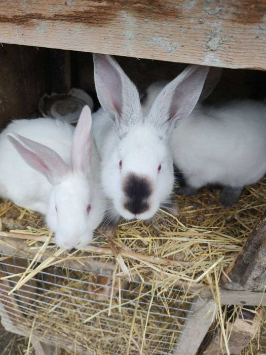 Кролі та кроленята