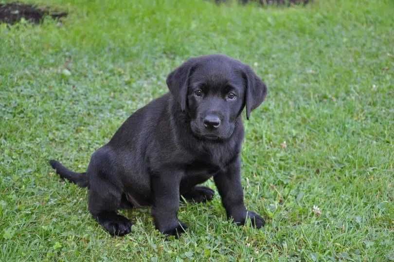 labrador retriever piękny rodowód piesek