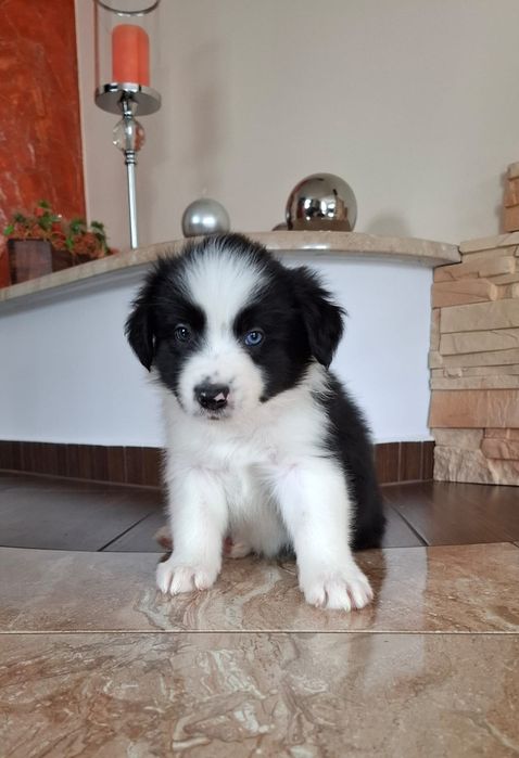 Border collie pies