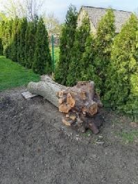 Drzewo Orzech Włoski