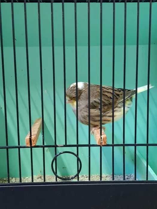 Canaria Mestiça de 2025