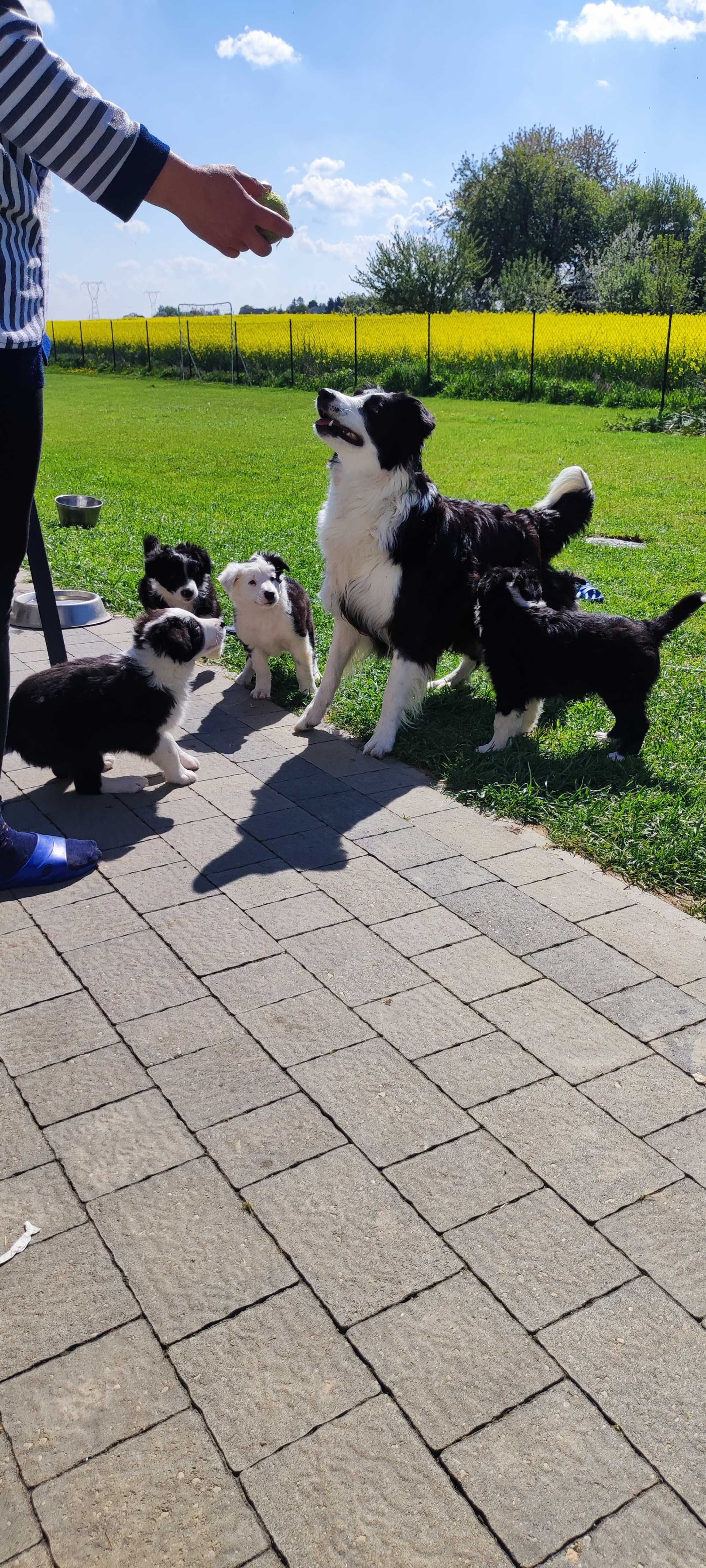 Piesek Border Collie - Bob