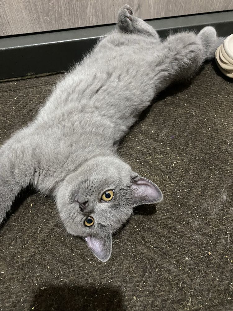 Шотландське кошеня прямовухе