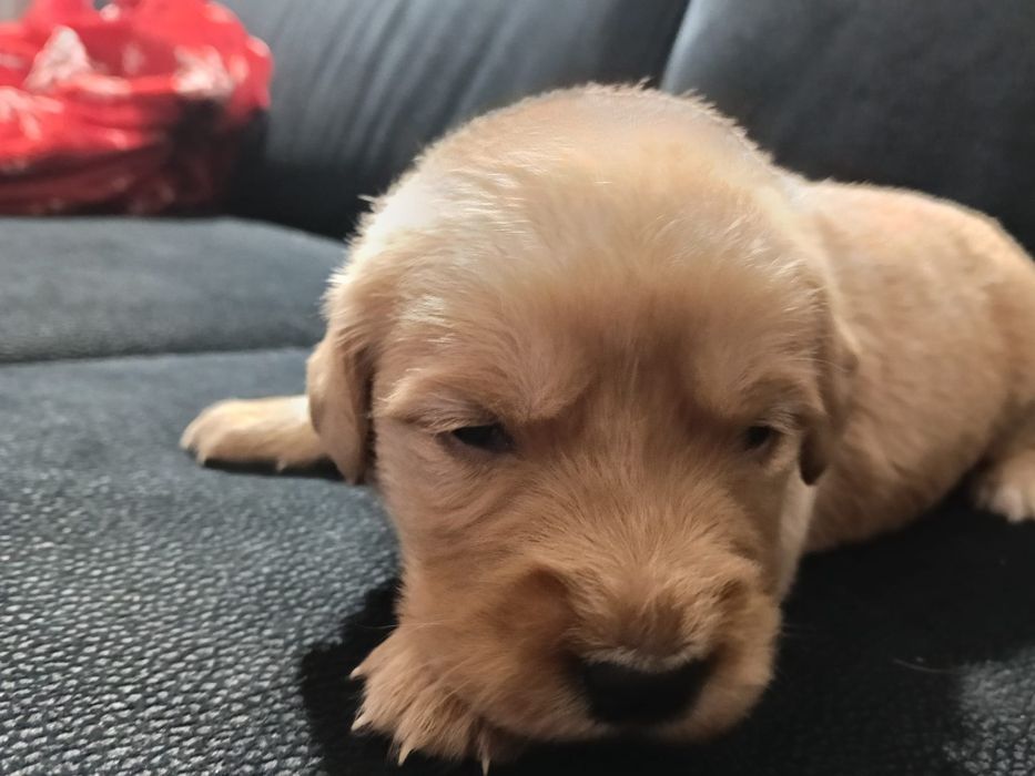 Golden Retriver Związek hodowców psów rasowych zapowiedż miotu