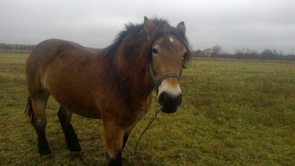 Klacz zimnokrwista 3 lata