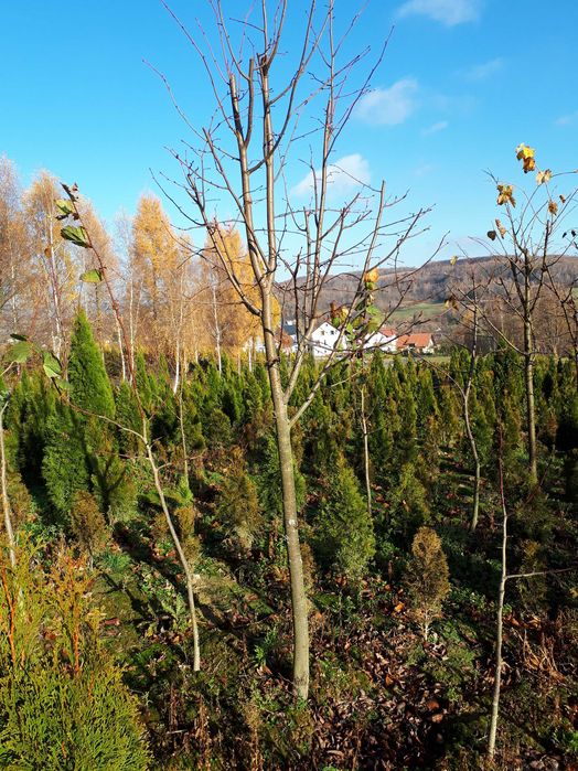 Lipa obwód pnia 10-18 cm