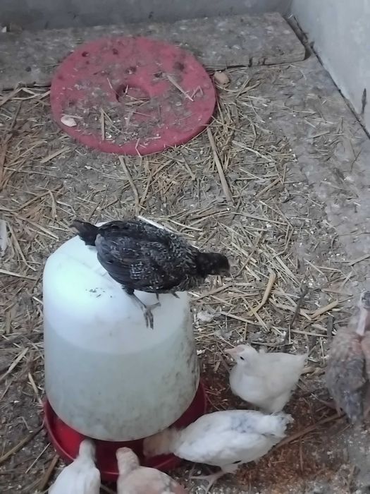 Galos e pintos machos de várias raças e idades