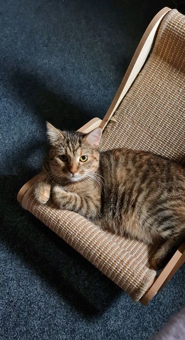 Молода киця смугаста до року