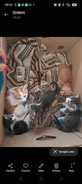 Gatinhos para adoção