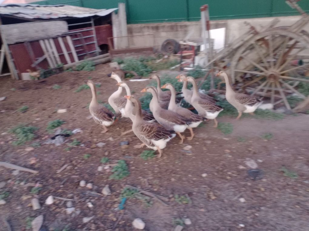 Vende se Patos Gansos cruzados com da Guiné