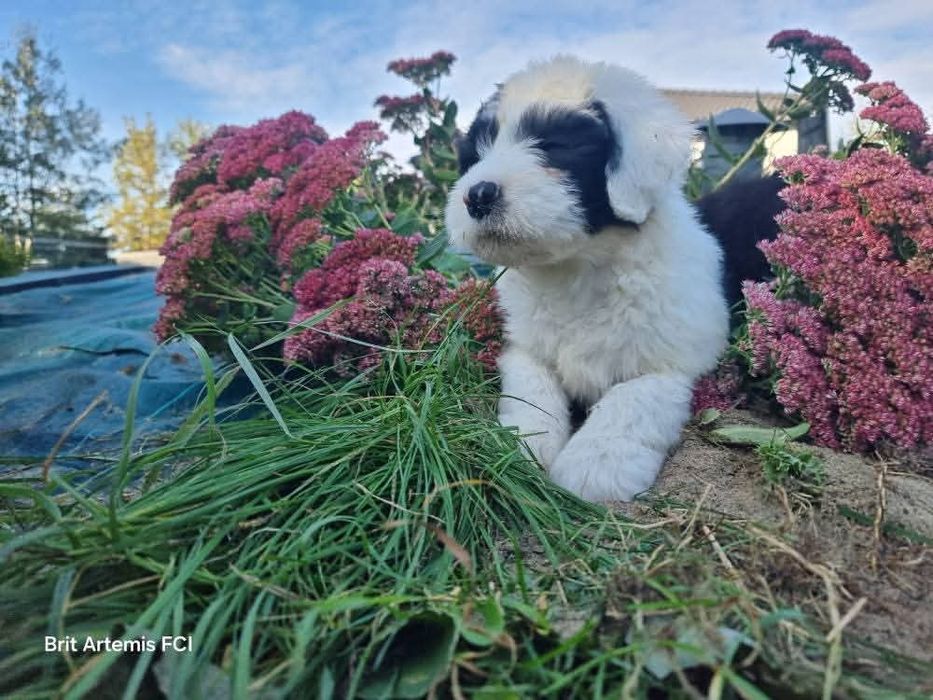 Owczarek Staroangielski Bobtail Piesek 3