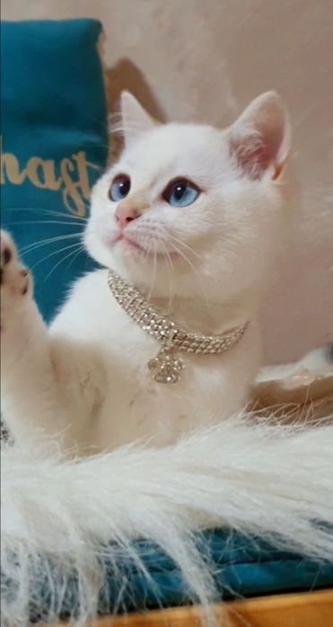 Золотой британский шиншилла пойнт