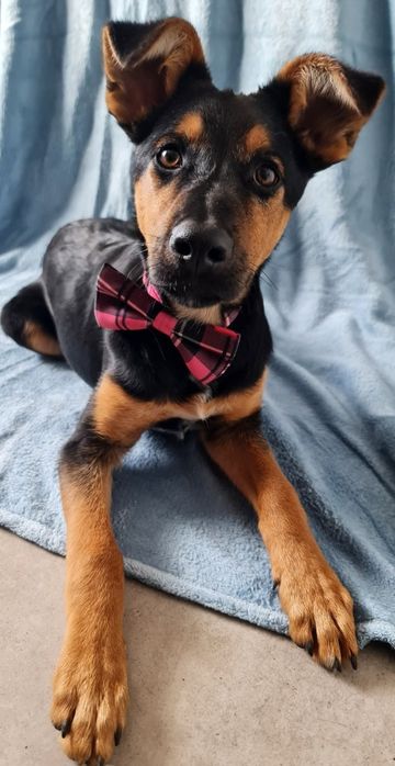 Towarzyski szczeniak do adopcji