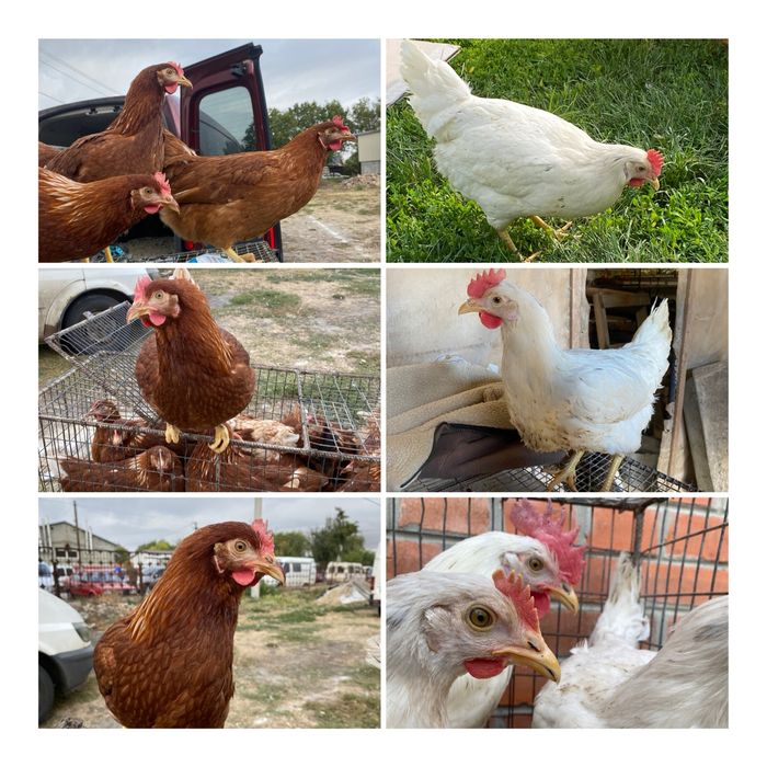 Молоді 5 місяців курочки