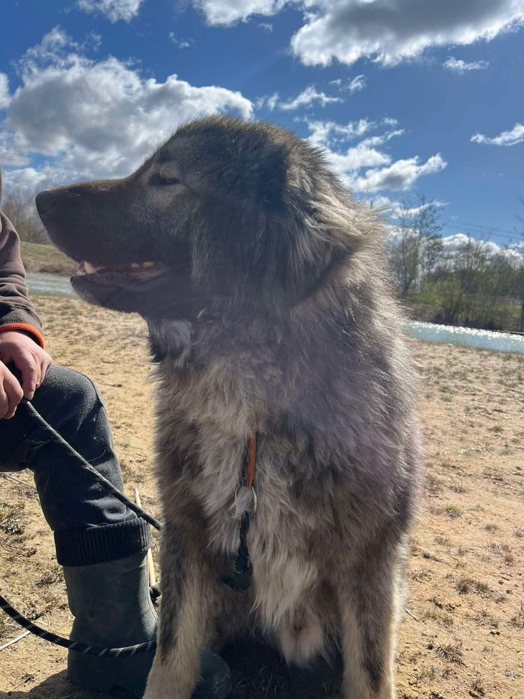 Mlody owczarek kaukaski do adopcjo!