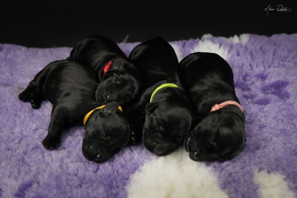 Sznaucer Olbrzym szczenię ZKwP rodzice import