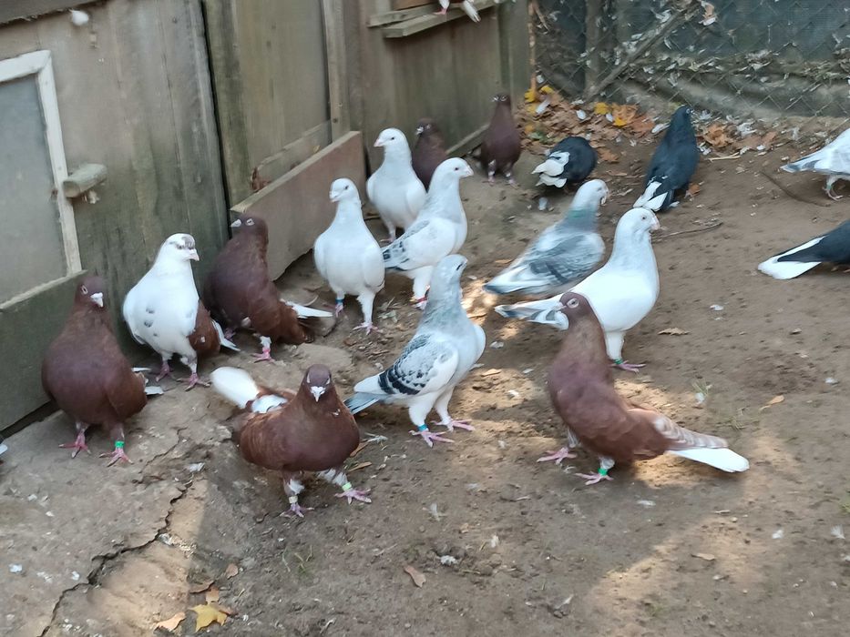 Gołębie orliki i standard