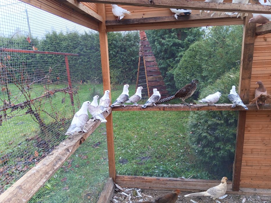 Gołębie Mewkami Satynety i Rostowskie Omskie