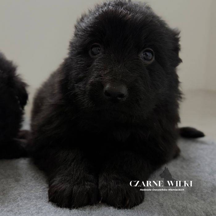 Owczarek Niemiecki Długowłosy - Piesek czarny - Hodowla Czarne Wilki