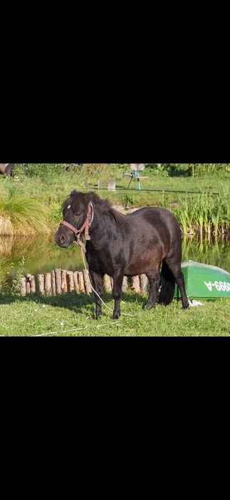 Sprzedam klacz kucyka