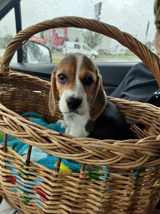 Beagle piesek trikolor