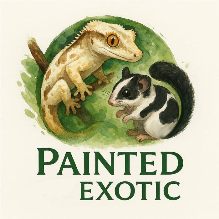 Gekony orzęsione duże.